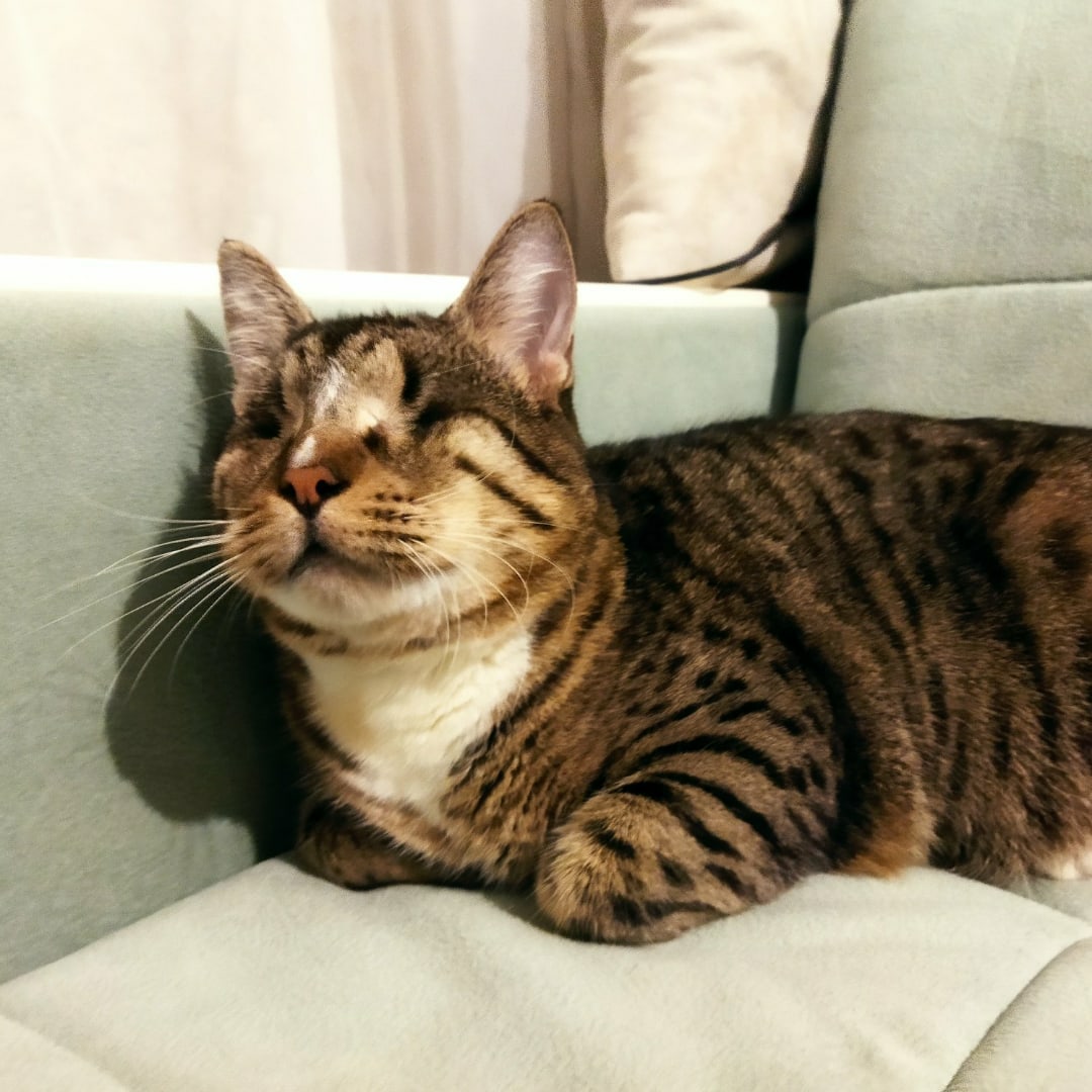 Найдена кошка в Горках — Байкал@zoozabota_sochi2