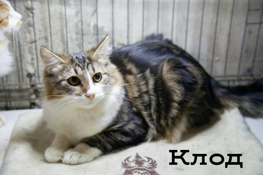 Найдена кошка в Горках — Клод@zoozabota_sochi2