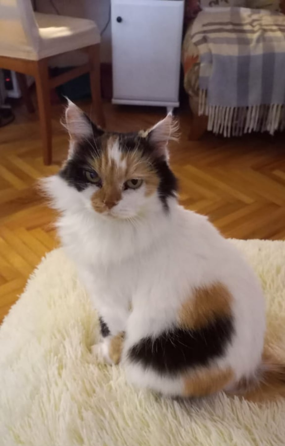 Найдена кошка в Горках — Патата@zoozabota_sochi2