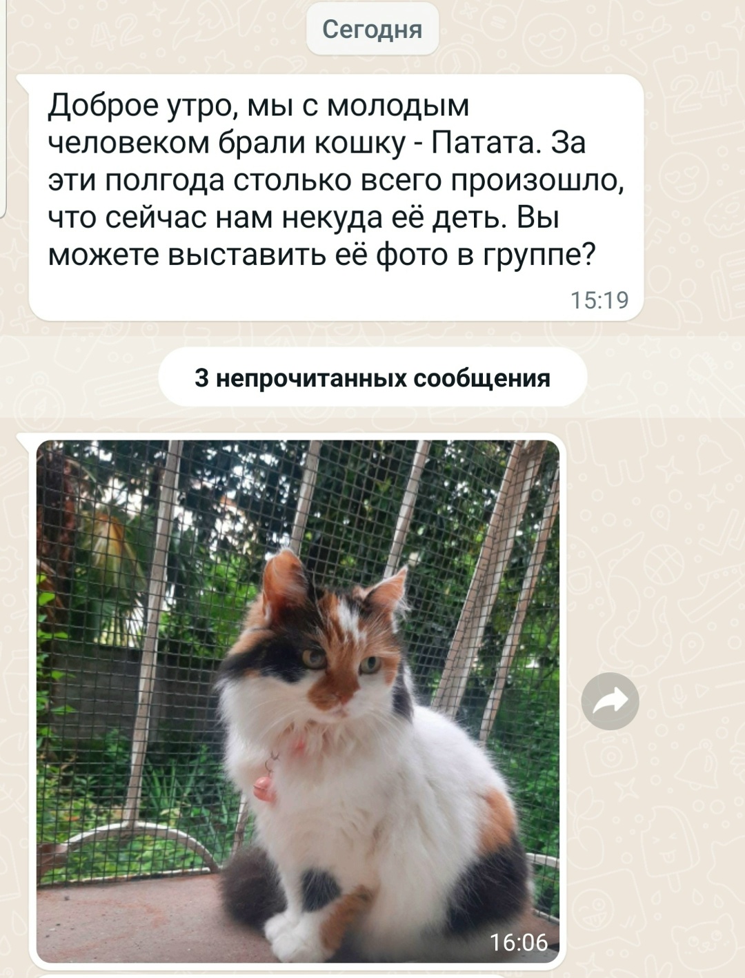 Найдена кошка в Горках — Снова Патату вернули...с кошкой всё нормально и с характером и поведением, а вот с людьми и их…