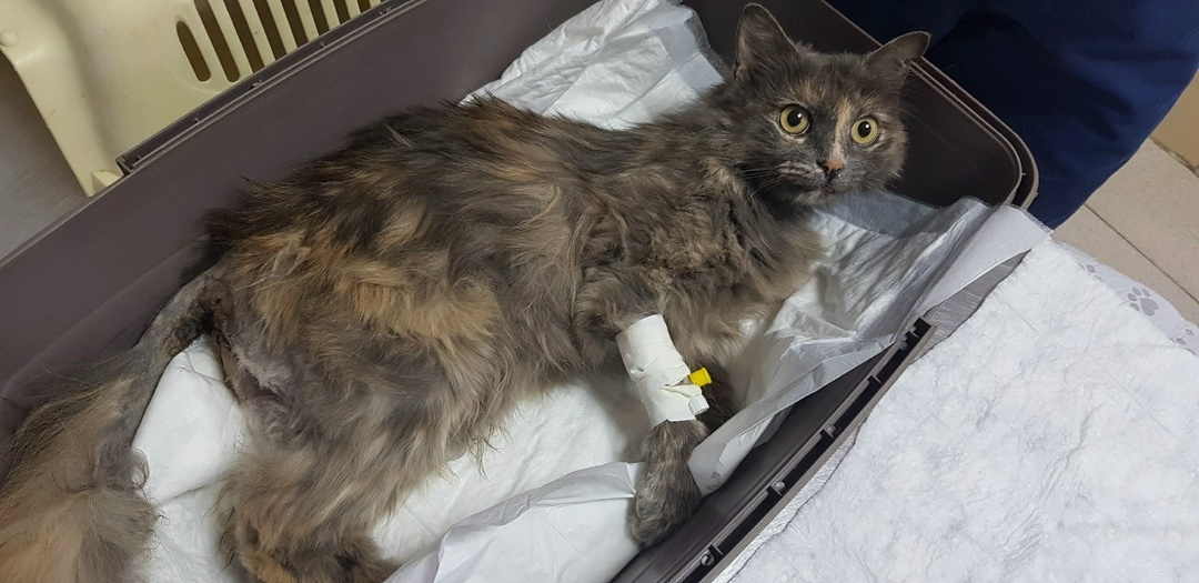 Найдена кошка в Горках — Доча@zoozabota_sochi2