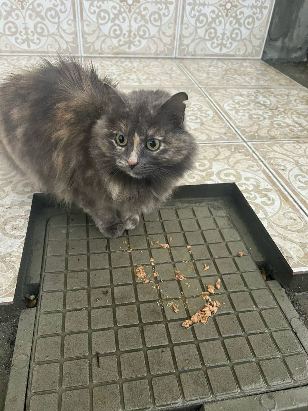 Найдена кошка в Горках — Доча@zoozabota_sochi2