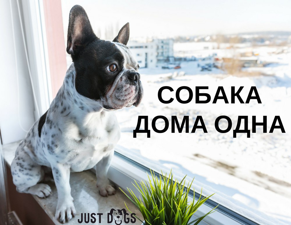 Пропала собака в Жлобине — Собака дома одна