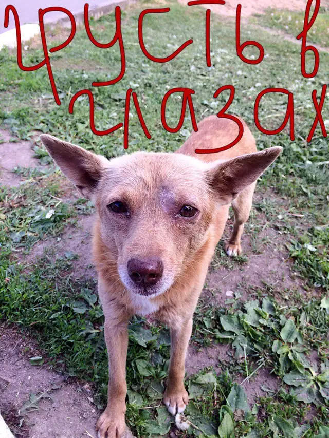 Найдена собака в Смолевичах — Дорогие друзья, Смолевичане!!! 🆘ПОМОГИТЕ🔥найти собачку!!! Она выскочила из моей машины, т.к. ни…