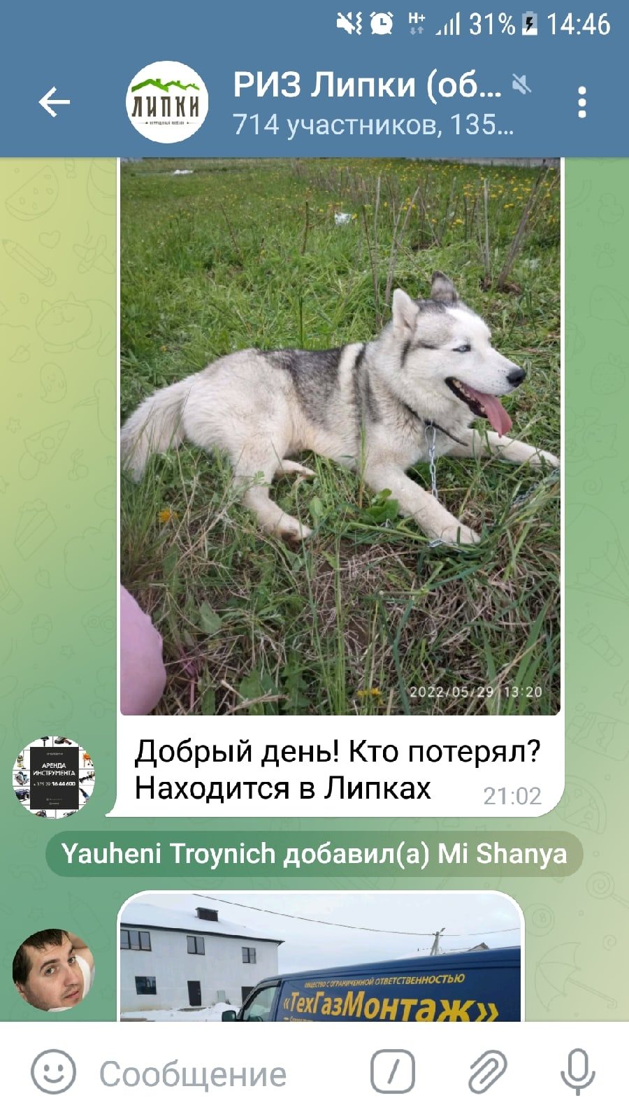 Найдена собака в Смолевичах — фото объявления
