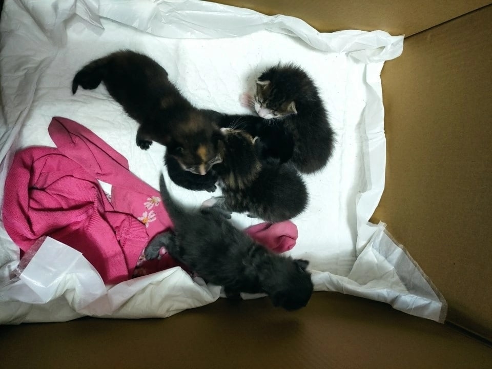 Найдена кошка в Смолевичах — Жодино!!! Котята найдены на мусорке в пакете. Сейчас находятся на передержке с большой собакой и…