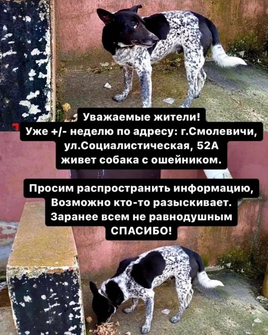 Найдена собака в Смолевичах — СОС! Беларусь,