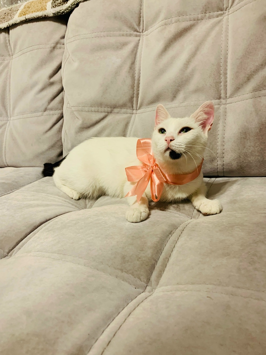 Найдена кошка в Смолевичах — РЕБЕНОК ИЩЕТ ДОМ🐱🏠