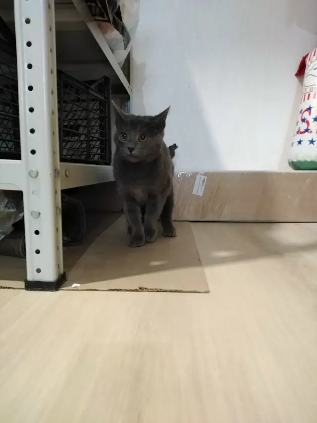 Найдена кошка в Смолевичах — Добрый день. В районе Грина нашли котёнка (девочка) видно, что домашняя. Может убежала, а может…