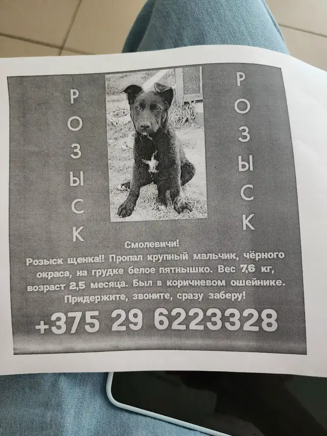 Пропала собака в Смолевичах — Здравствуйте,нужна помощь!Вчера вечером в смолевичи улица молодёжная д.9 "пристроили"щенка и через…