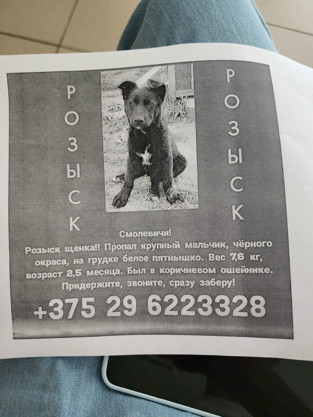 Пропала собака в Смолевичах — Здравствуйте,нужна помощь!Вчера вечером в смолевичи улица молодёжная д.9 "пристроили"щенка и через…