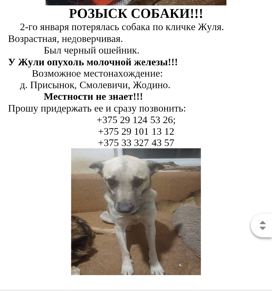 Пропала собака в Смолевичах — фото объявления
