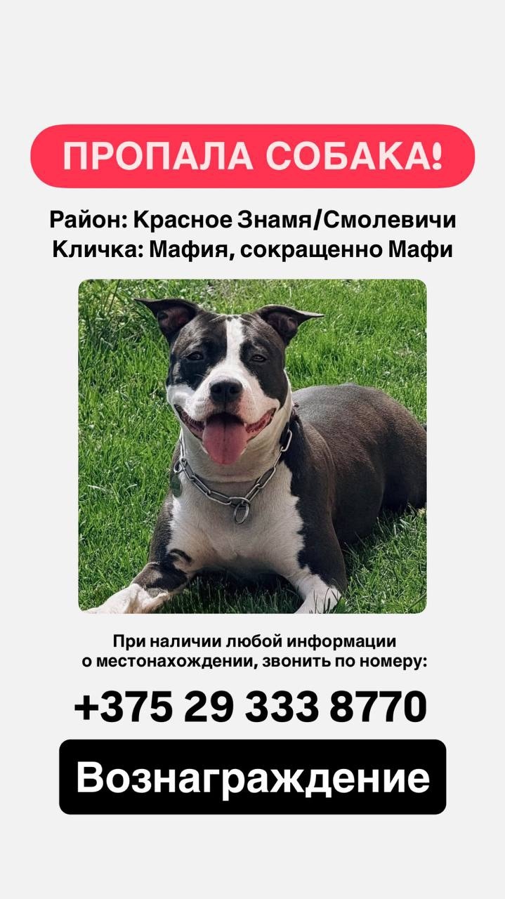 Пропала собака в Смолевичах — фото объявления