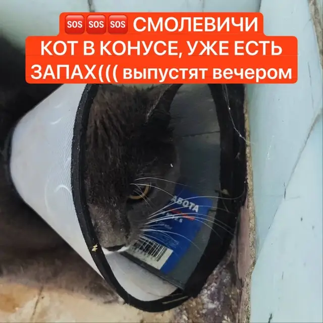 Найдена собака в Смолевичах — Смолевичи!!!Чей серый кот в послеоперационном воротнике бегает по Кузнечной? На шее гнойная рана и…