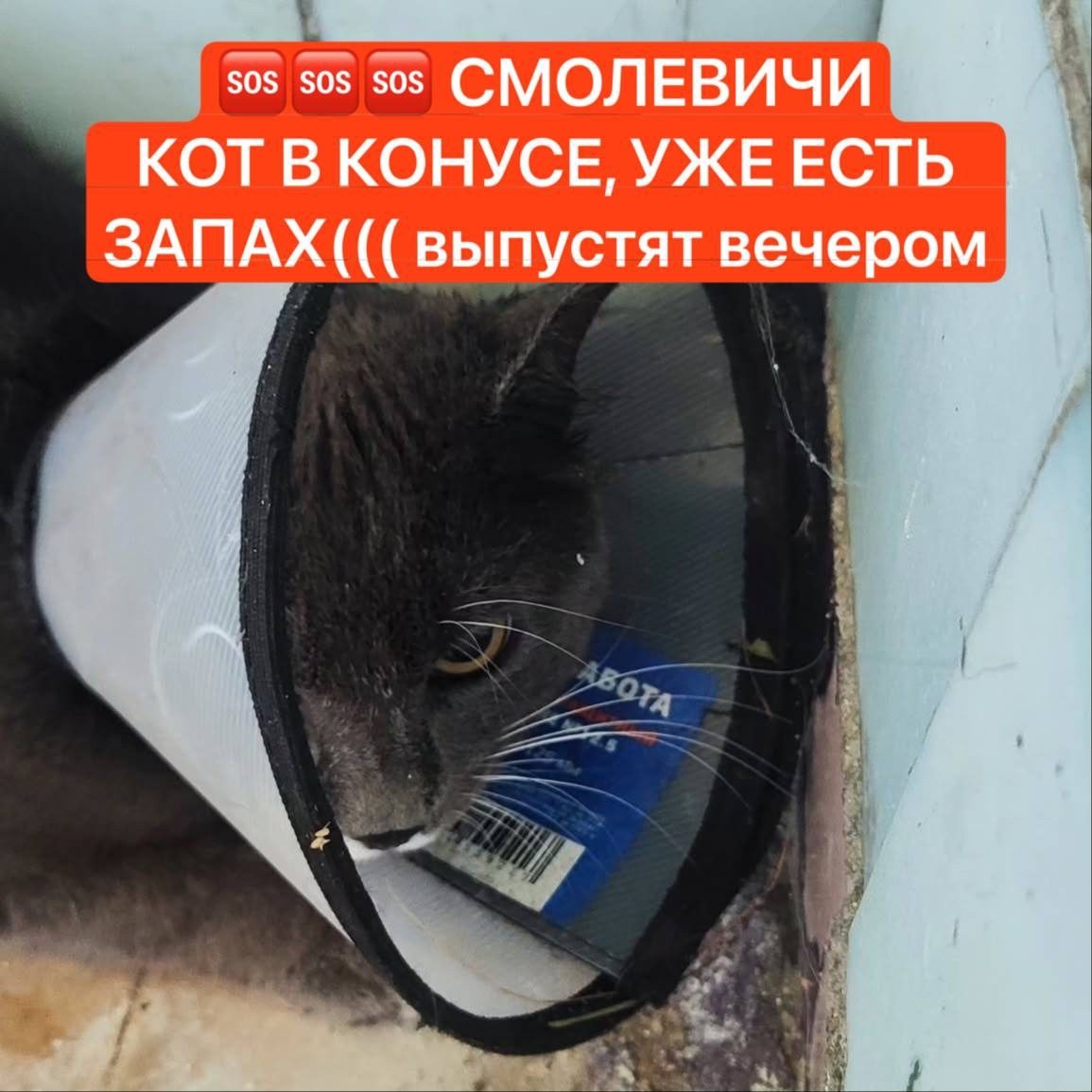 Найдена собака в Смолевичах — Смолевичи!!!Чей серый кот в послеоперационном воротнике бегает по Кузнечной? На шее гнойная рана и…