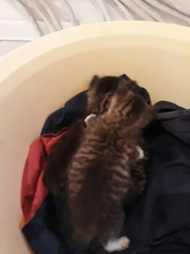 Найдена кошка в Смолевичах — Ищем хозяина!!!!! Взял на передержку котят 3 шт вроде даже породистые ...Возраст примерно 2-3…