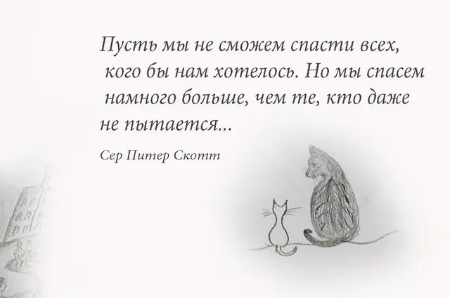 Найдена кошка в Смолевичах — Людей не жалко..."