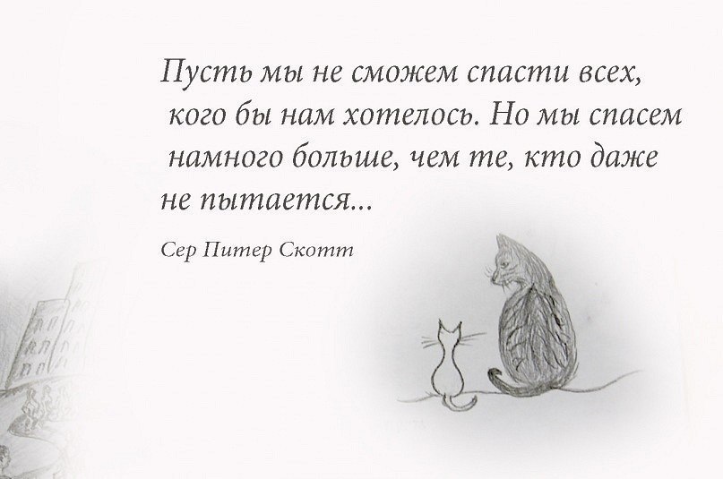 Найдена кошка в Смолевичах — Людей не жалко..."