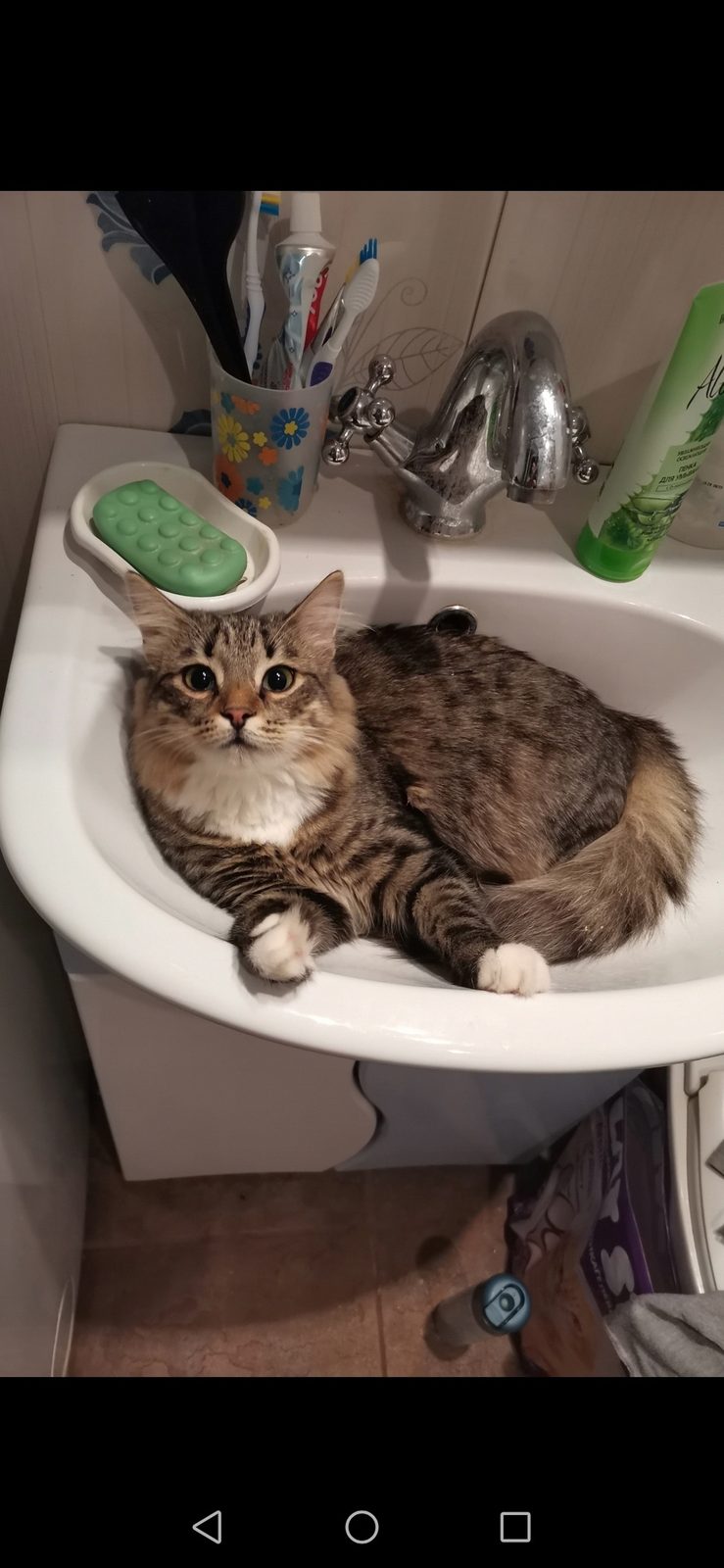 Найдена кошка в Новополоцке — СРОЧНЫЙ HELP!