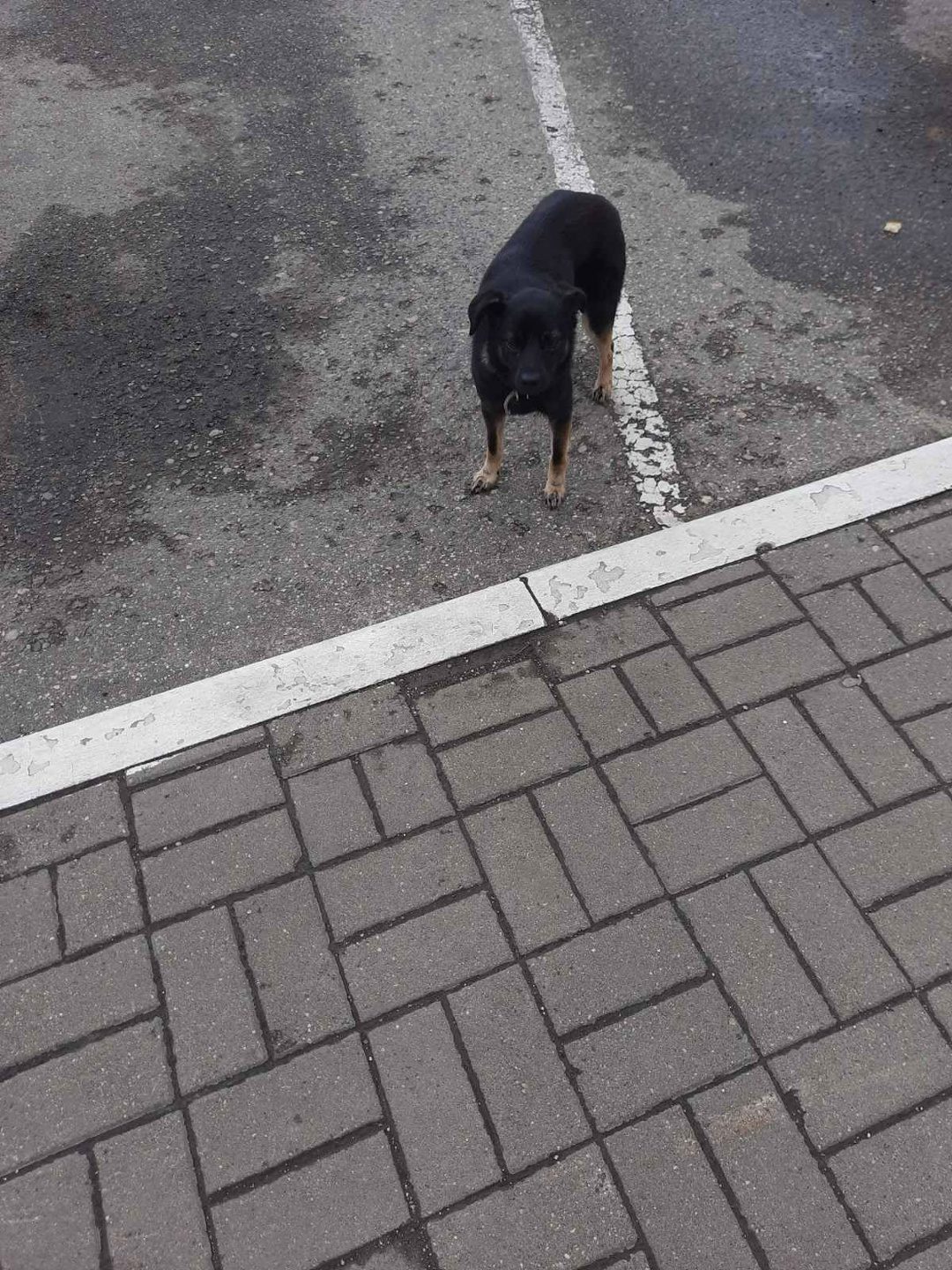 Пропала собака в Полоцке — Собачка 🐕 небольшая с ошейником или потерянная или выкинули. Новополоцк,