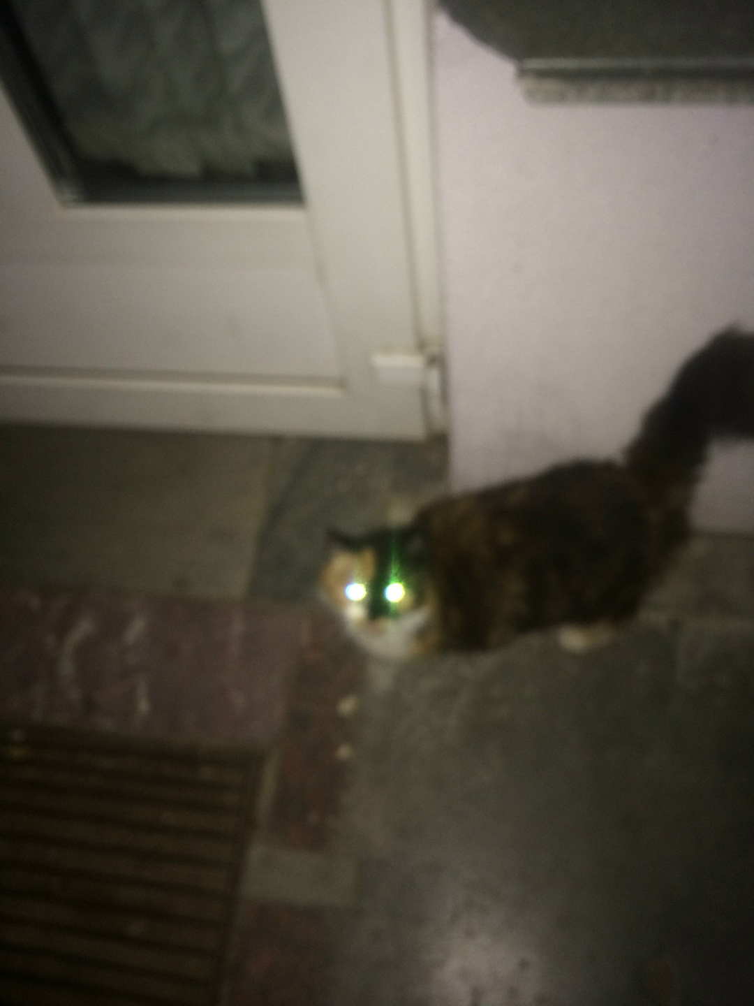 Найдена кошка в Полоцке — фото объявления
