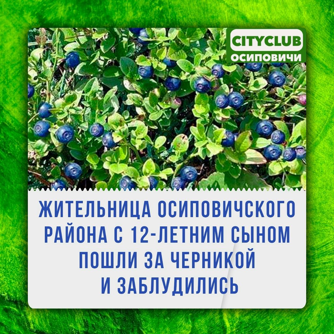 Найдена собака в Осиповичах — летняя жительница Осиповичского района с 12-летним сыном заблудились в лесу. Как сообщает…
