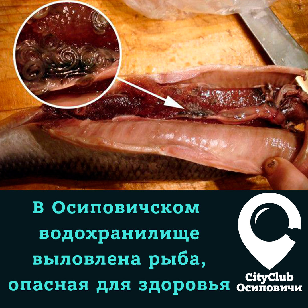 Найдена кошка в Осиповичах — В Осиповичском водохранилище выловлена рыба, опасная для здоровья.