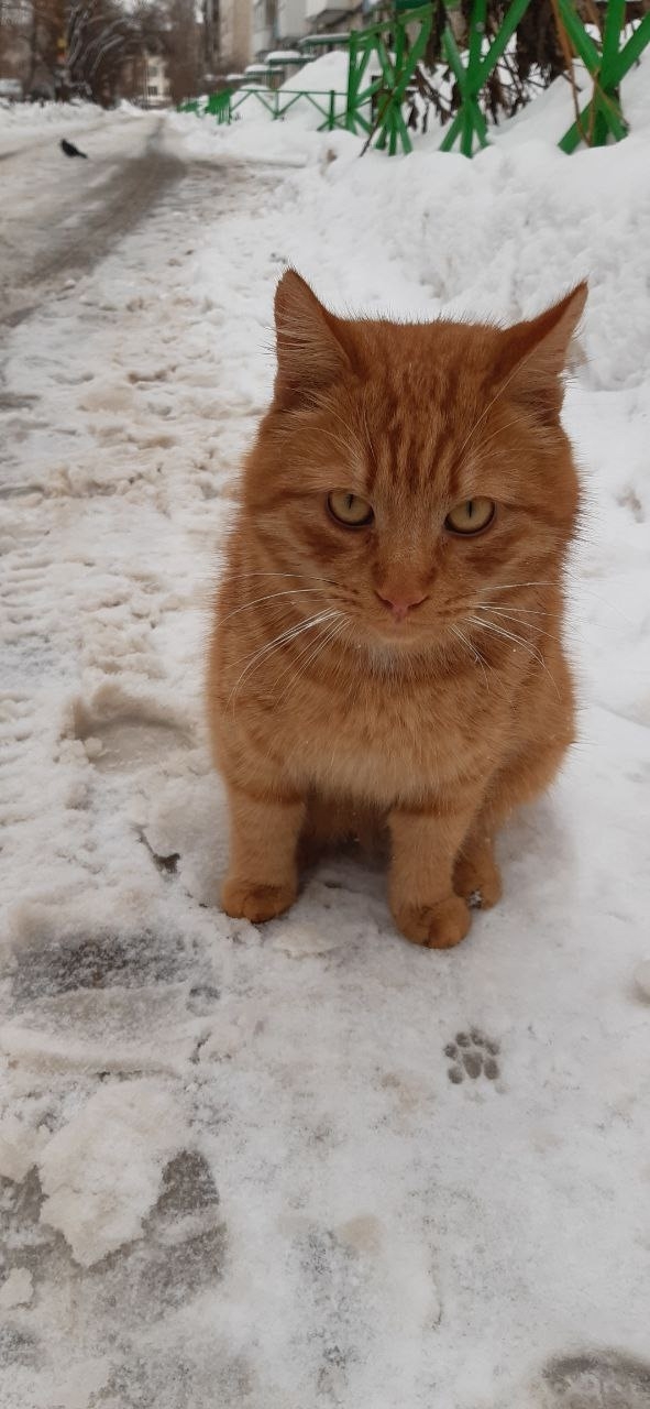 Найдена кошка в Дзержинске — Друзья, Дзержинцы!