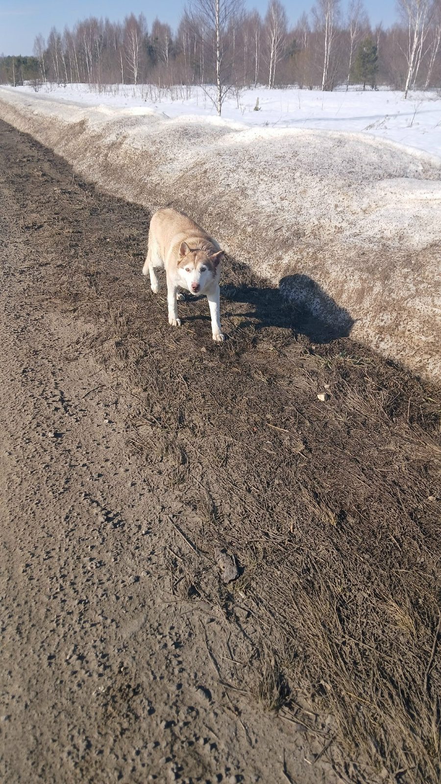 Найдена собака в Дзержинске — https://vk.com/wall-130609523_582001
