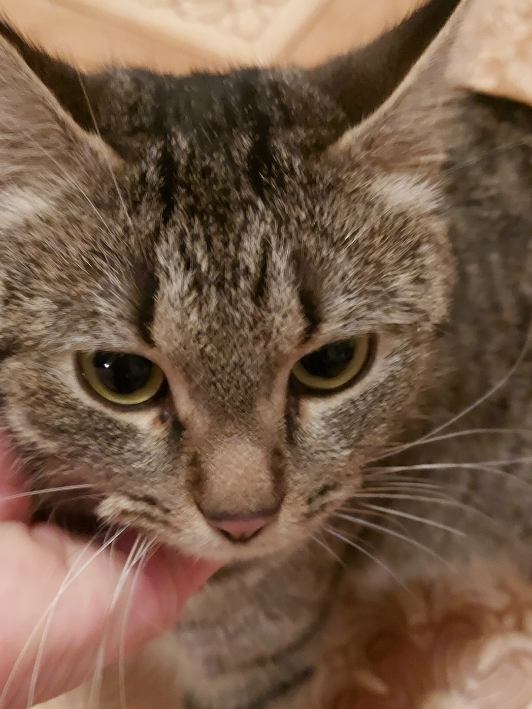 Найдена кошка в Дзержинске — Дзержинск. 🐈 Прибилась кошечка 😢 100% домашняя!!! Ласковая очень - видно, что кису очень любили…