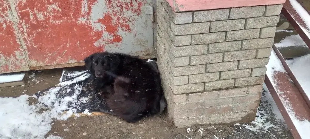 Пропала собака в Дзержинске — Очередной Хатико!!