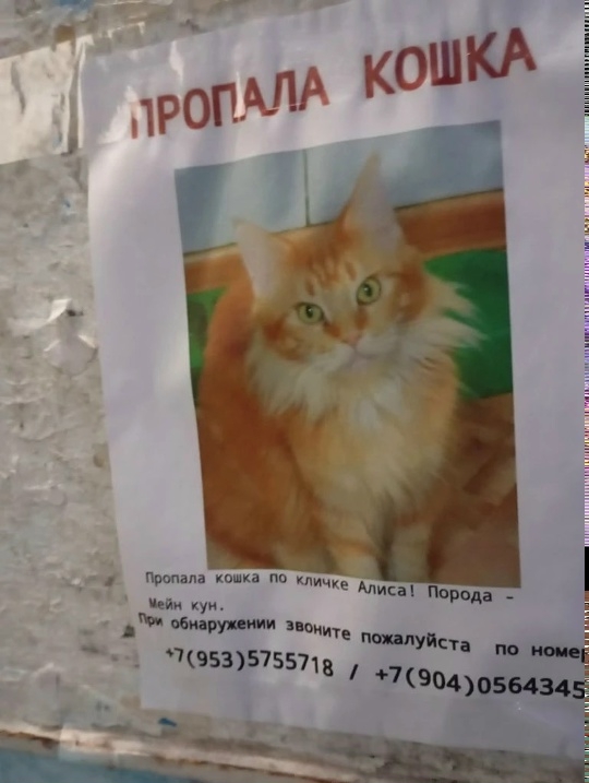 Найдена кошка в Дзержинске — id195688880|Мария Анатольевна]