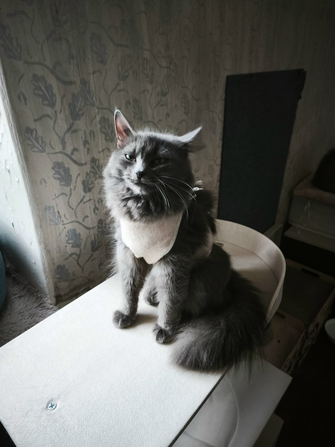 Найдена кошка в Дзержинске — Все спрашивают откуда берутся кошки??? Якобы у нас во дворе не было животных, а стало десяток…
