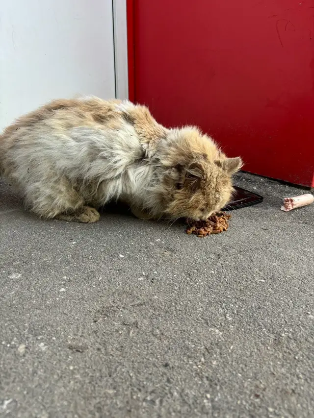 Пропала кошка в Дзержинске — id504883981|Оксана Митросова]