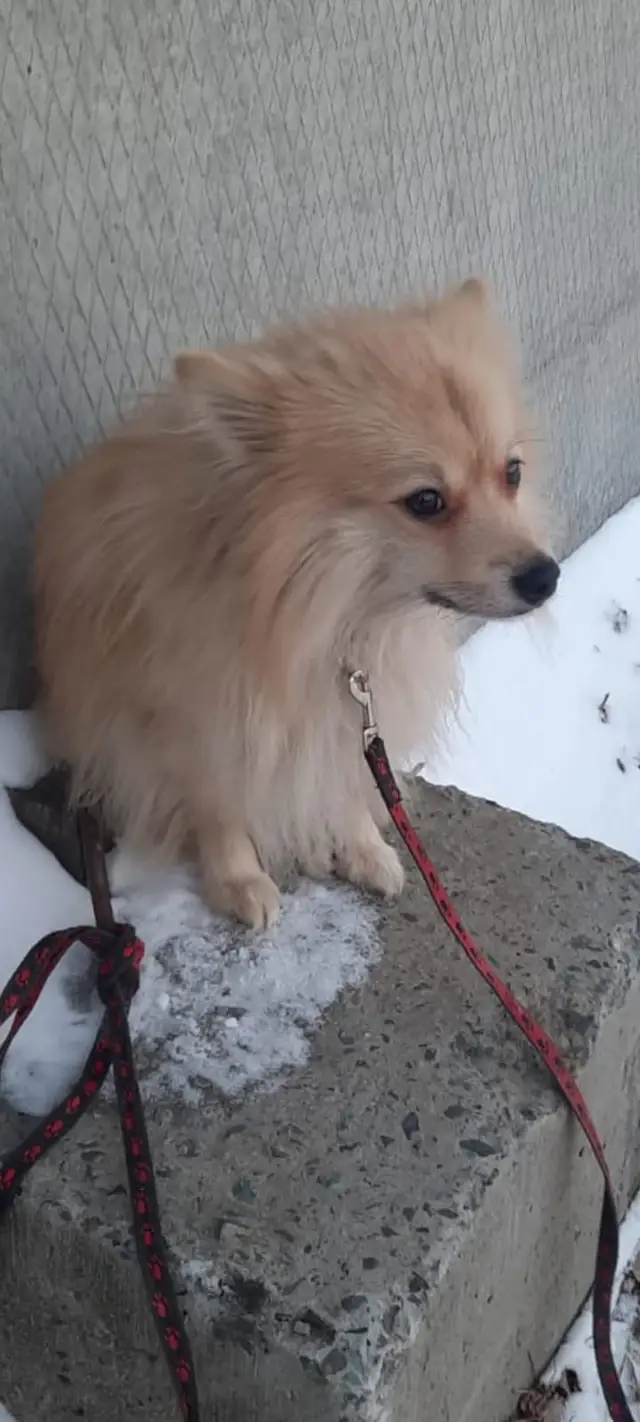 Найдена собака в Берёзе — Около кладбища в с.Новолуговом найден маленький пёс! Чья потеря? 8-913-938-83-87
