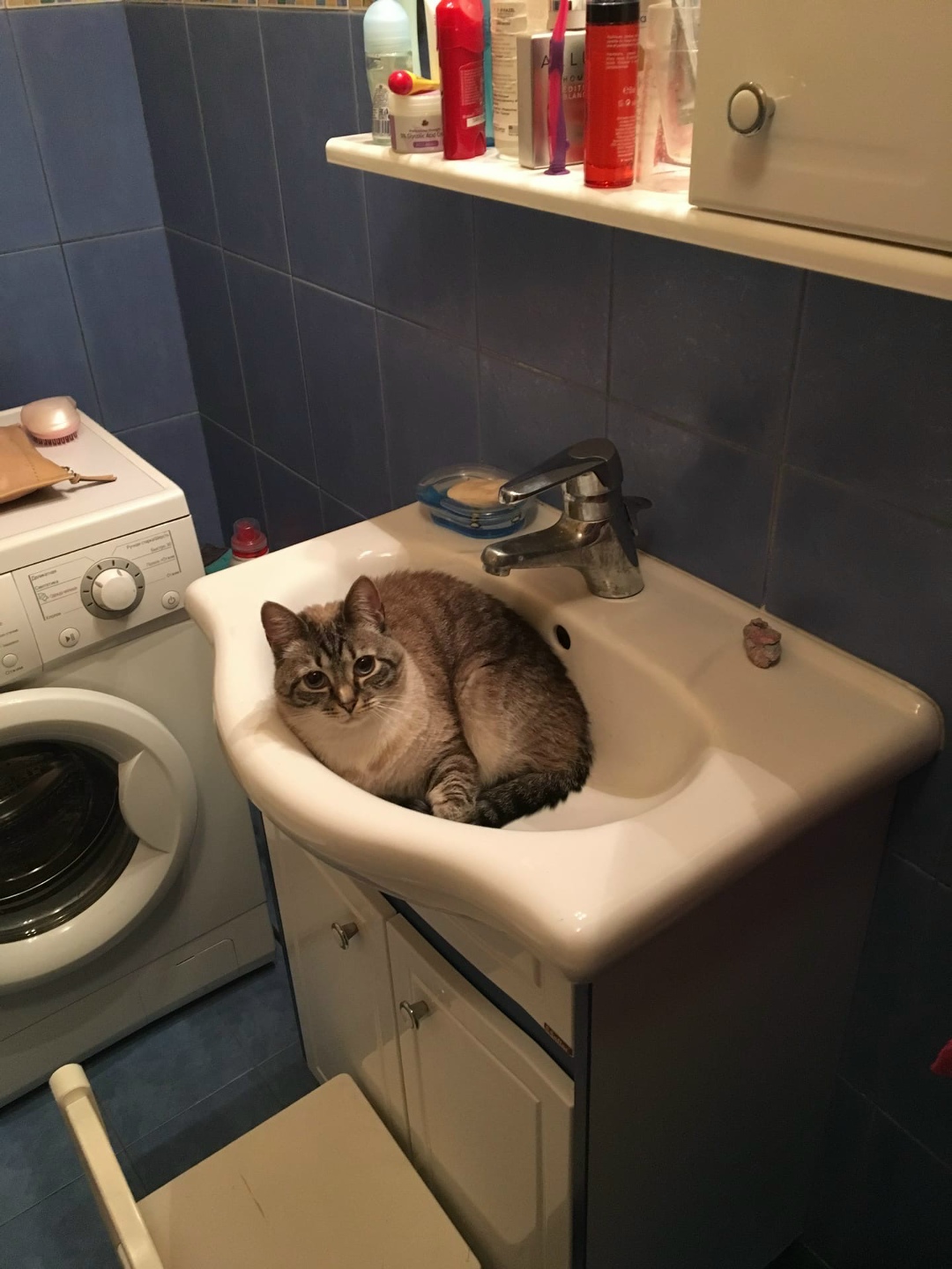 Пропала кошка в Гомеле — фото объявления