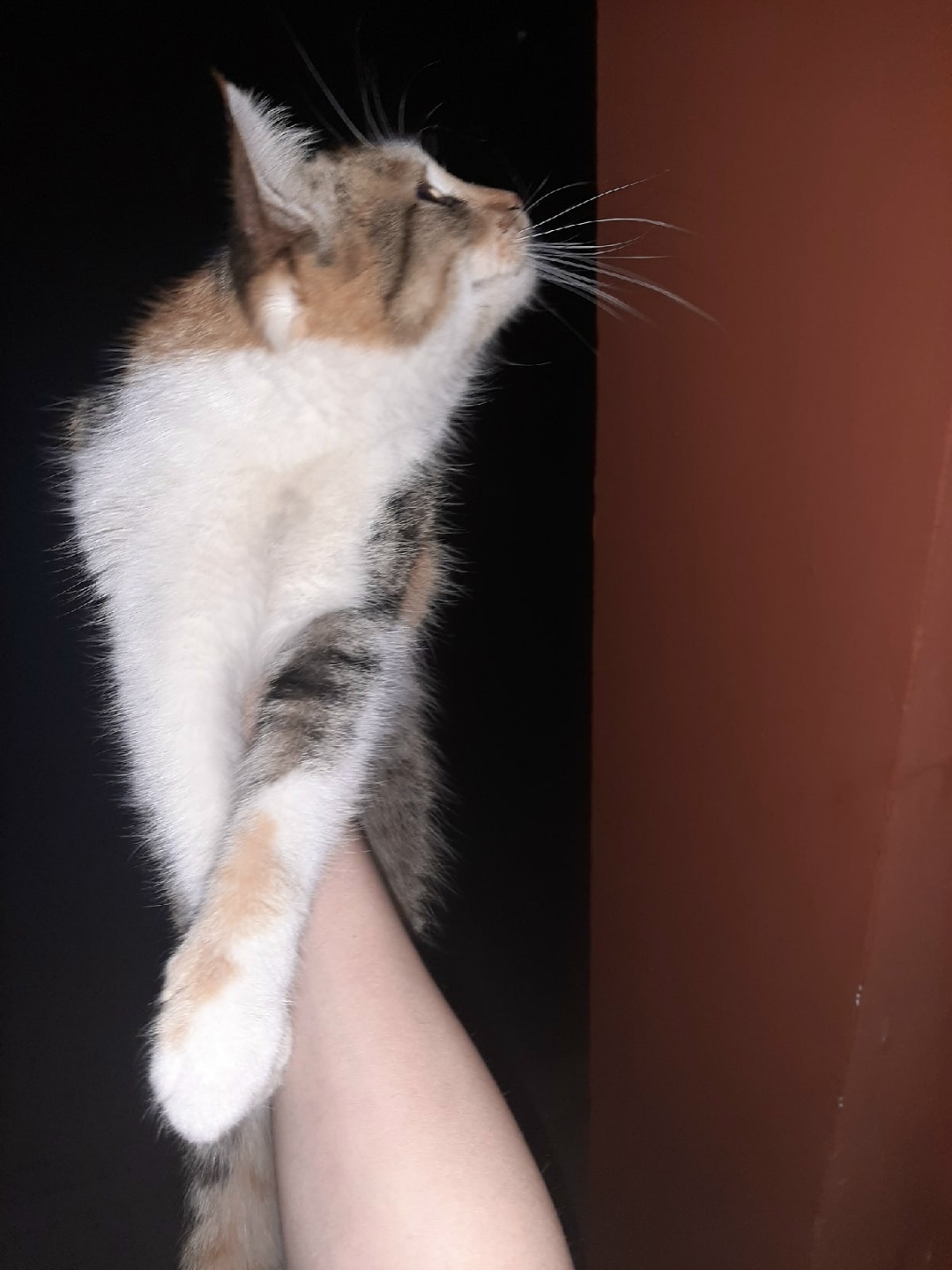 Найдена кошка в Гомеле — Замечена кошечка. Ласковая, ручная. Волотова, Свиридова.