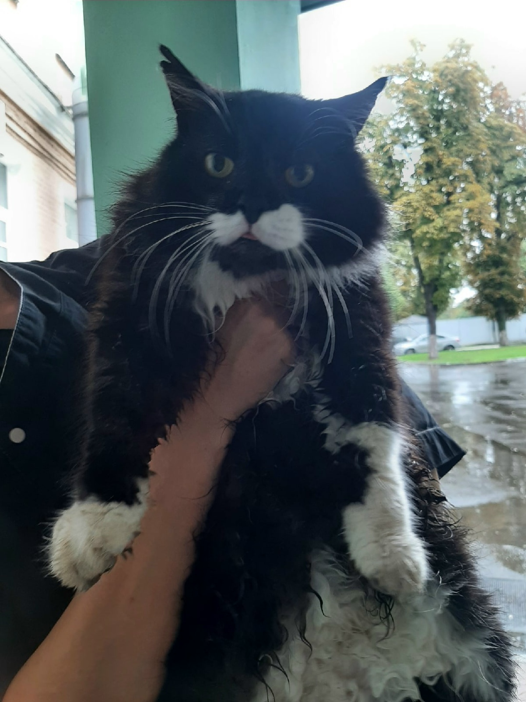 Найдена кошка в Гомеле — фото объявления