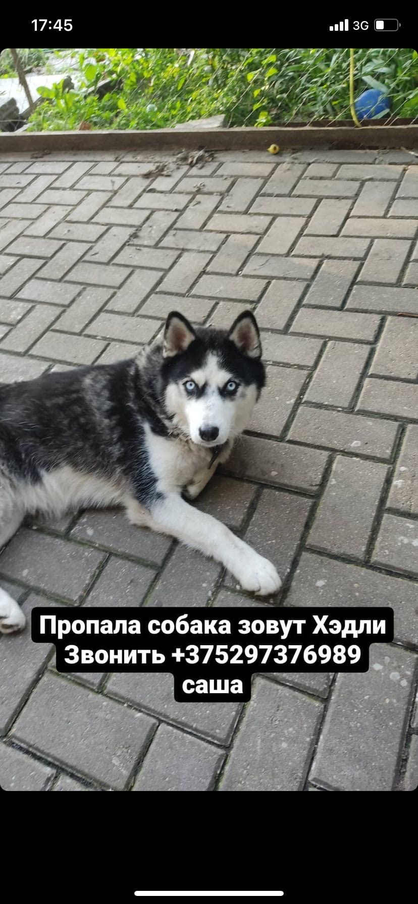 Найдена собака в Гомеле — Здравствуйте