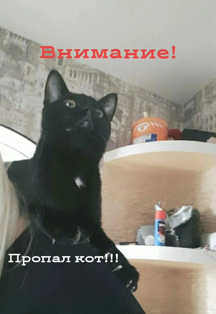 Пропала кошка в Гомеле — ПРОШУ ПОМОГИТЕ НАЙТИ МОЕГО КОТА!