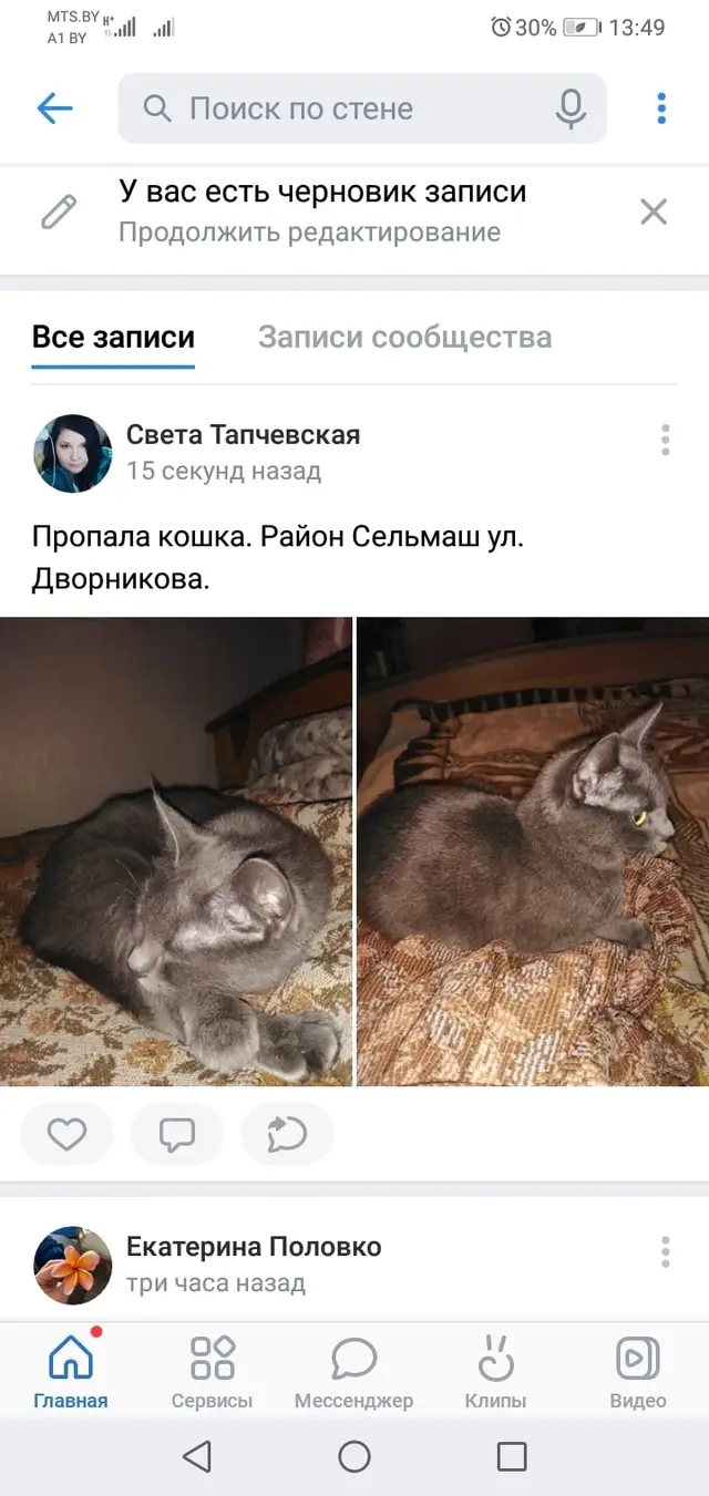 Найдена кошка в Гомеле — фото объявления