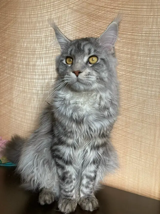 Пропала кошка в Гомеле — фото объявления