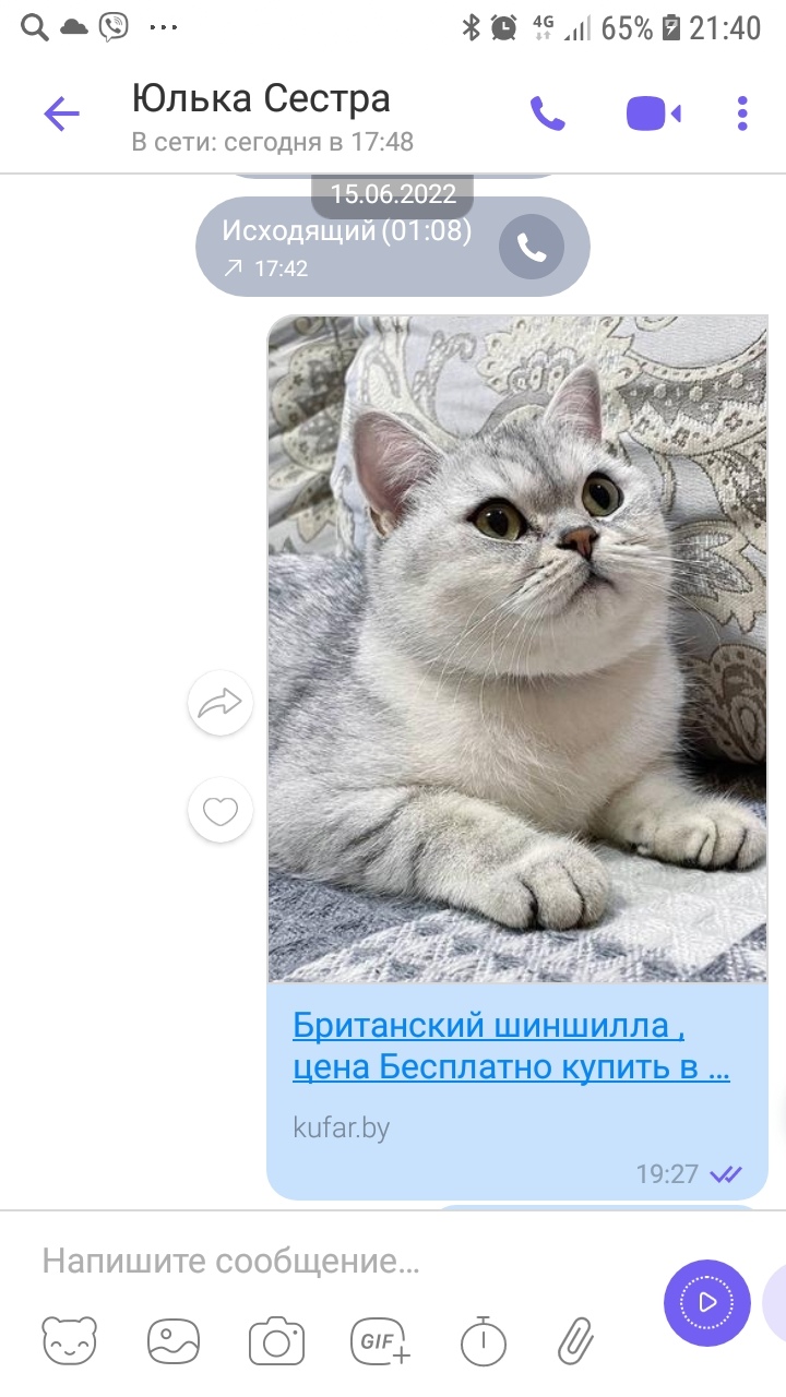 Найдена кошка в Гомеле — фото объявления