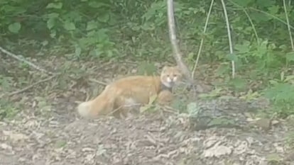 Найдена кошка в Гомеле — Был замечен кот.!!!