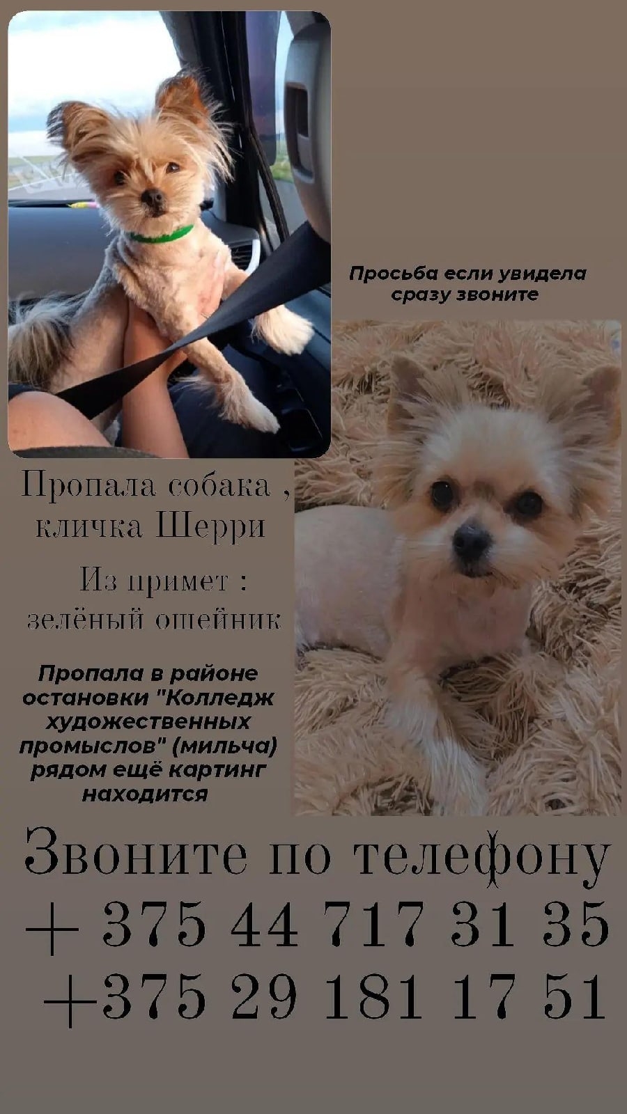 Пропала собака в Гомеле — фото объявления