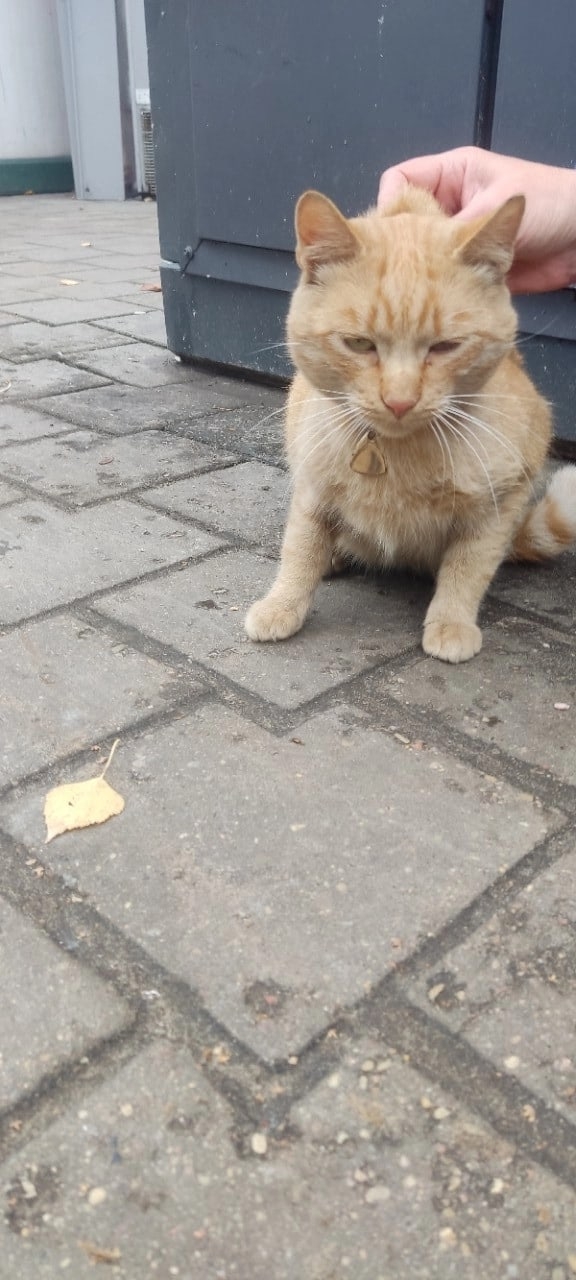Найдена кошка в Гомеле — Здравствуйте. Найдет котик в районе проспекта октября. Прибился к ларькам. Видно что домашний…