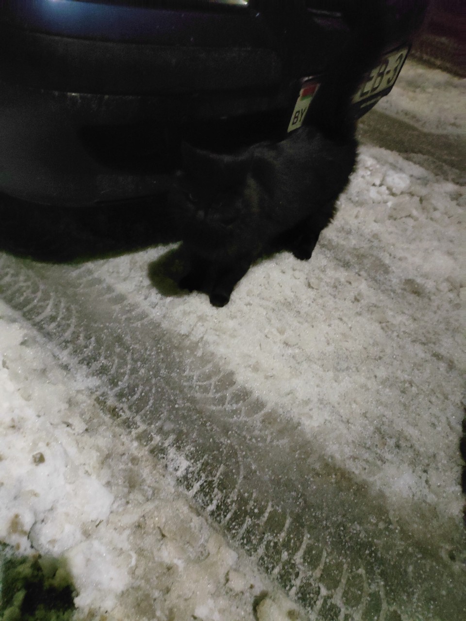Найдена кошка в Гомеле — Замечена кошка!!