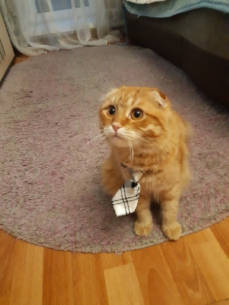 Найдена кошка в Гомеле — Здравствуйте.🆘🆘🆘Пропал кот Рыжий ,вислоухий .Сельмаш,репост пожалуйста очень его ищем и ждём 🙏😢😢😢пропал…