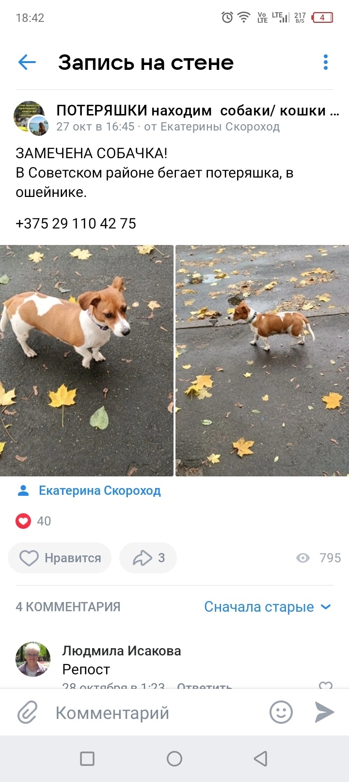 Найдена собака в Гомеле — ПОМОГИТЕ НАЙТИ СОБАКУ!