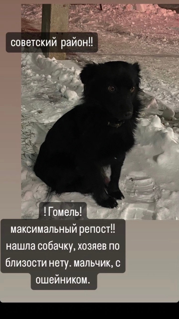 Найдена собака в Гомеле — СРОЧНО! Потеряшка